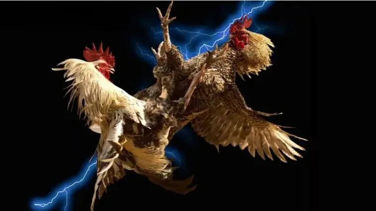 Chiến Kê Dũng Mãnh Tranh Tài Tại Đấu Trường Đá Gà D79Bet Đỉnh Cao